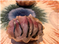 mackerel tart canape